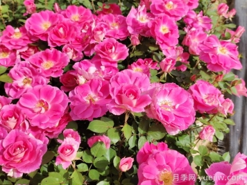 南陽(yáng)月季：月季花境展扮靚南陽(yáng)白河東岸
