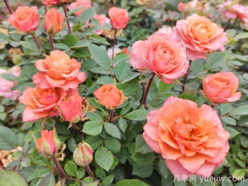 五月份月季花該如何管理？