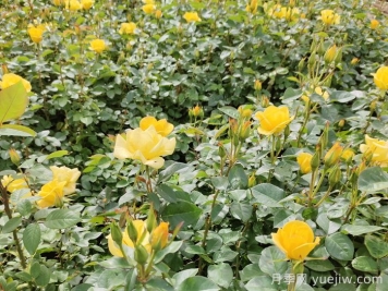 月季不開(kāi)花的真相，很多人第一步就錯了