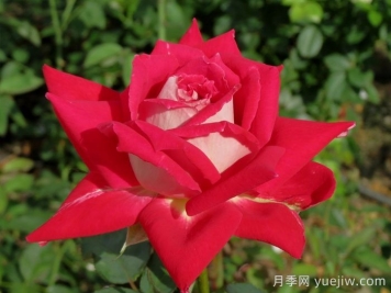 春季月季移栽，一定要檢查根部預防根腐病