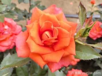 月季花種子怎么種才能苗出的快？