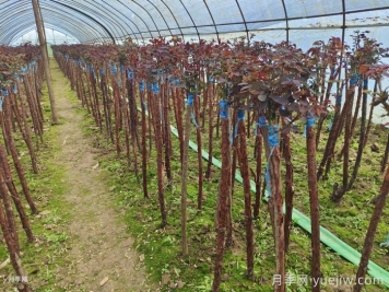 嫁接樹(shù)狀月季為什么用山木香？