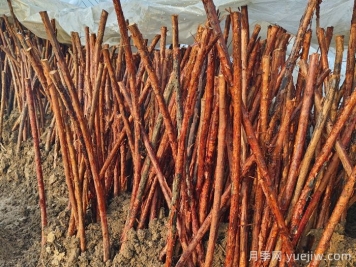 為何山木香是嫁接樹(shù)狀月季的優(yōu)良砧木？