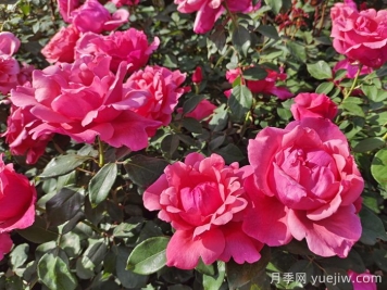 月季花：此花無(wú)日不春風(fēng)