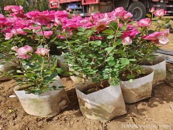 月季花期為什么有長(cháng)有短？