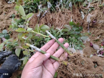 南陽(yáng)月季牙簽苗的養護方法