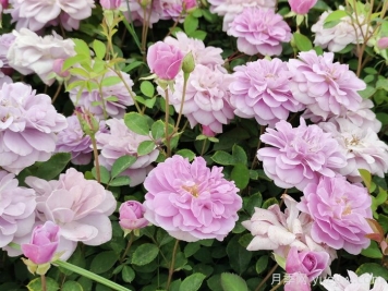 藍色陰雨月季一年開(kāi)幾次花？