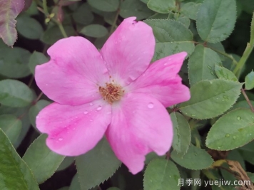 重瓣月季和單瓣月季哪個(gè)好？