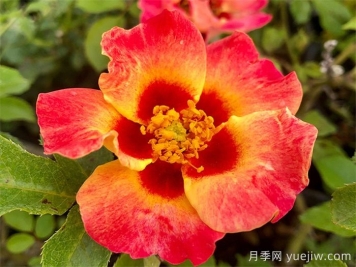 單瓣月季也迷人，推薦5個(gè)單瓣月季品種