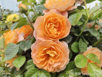 哪些月季不適合作為切花？