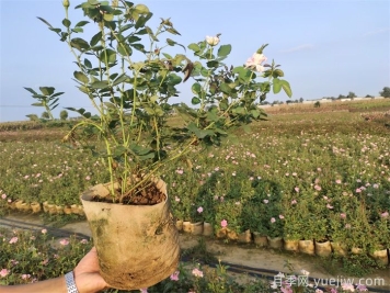 ?月季為什么掉葉子？