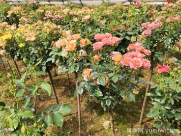 春天月季怎么管理開(kāi)花多？