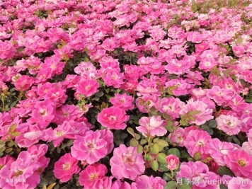 夏季月季幾天澆一次水？