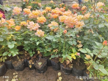 夏季如何養月季？夏季月季養護秘籍