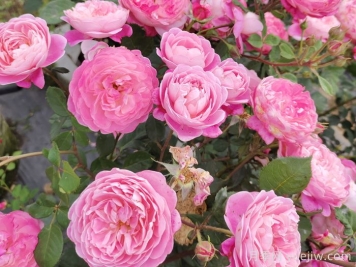 月季怎么養開(kāi)花久？