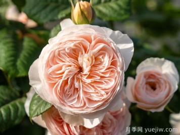 涵仙月季需要春化嗎？