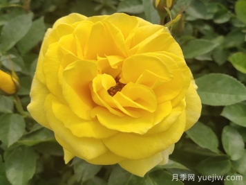 金鳳凰月季的優(yōu)缺點(diǎn)是什么？