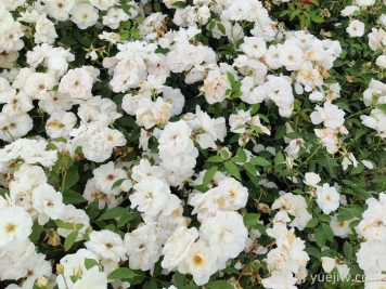新疆可以種植哪些月季花品種？