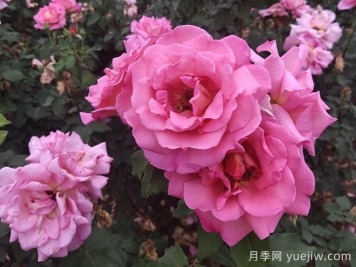 月季多開(kāi)花的養護要點(diǎn)