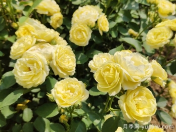 給月季花澆水時(shí)要避免澆到哪些部位？