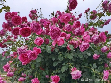 月季有紅蜘蛛用什么藥防治效果好？