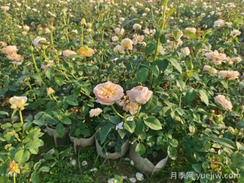 剛買(mǎi)來(lái)的月季葉黃脫落怎么辦？