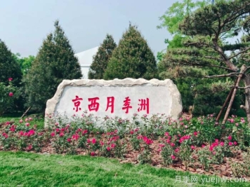 第九屆國際月季大會(huì )，北京京西月季洲開(kāi)啟頂流