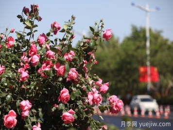 濱州月季：市花月季綻放，繁花似錦惹人醉！