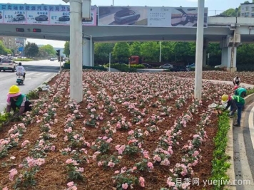 郴州月季：郴州增植月季，月季綻放驚艷花海