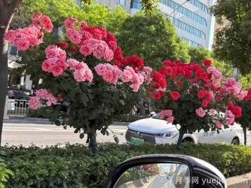 西安月季：一路絢爛，素質(zhì)月季花開(kāi)滿(mǎn)西安