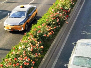 北京豐臺17.6公里月季項鏈上線(xiàn)，三環(huán)路變身浪漫花廊