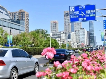 北京朝陽(yáng)月季海洋，街頭已開(kāi)濃顏模式