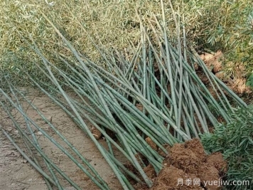 竹子的種類(lèi)特性、分布狀況和應用前景