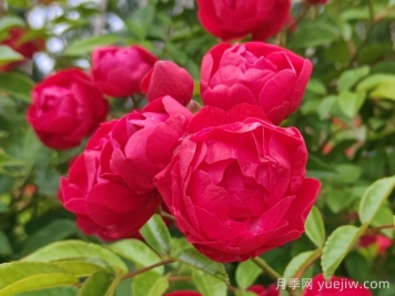 紅科斯特變成紅木香月季，新名字成就一種花