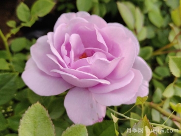 月季花開(kāi)為何多姿多彩？科學(xué)分析