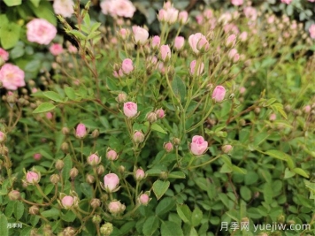 超微月季的優(yōu)缺點(diǎn)是什么？