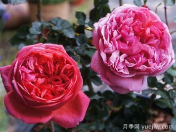 保羅克利月季的優(yōu)缺點(diǎn)是什么？