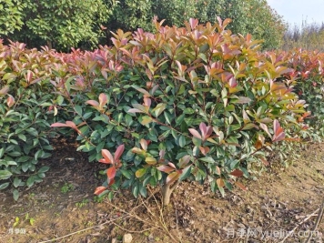 紅葉石楠球是常綠還是落葉苗木？