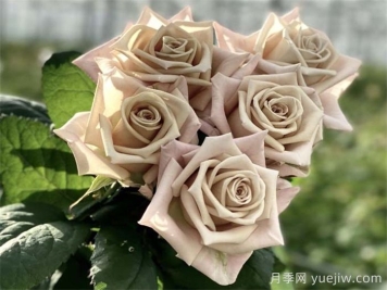 曼塔月季的優(yōu)缺點(diǎn)是什么？