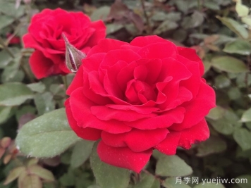 月季花有什么顏色？10大色系