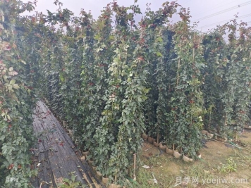 爬藤月季2米高多少錢(qián)一棵？