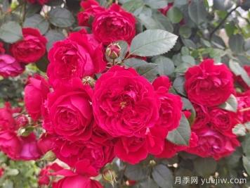 推薦10種不怕熱的月季，夏天隨便養，花開(kāi)不停