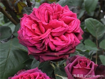 普及12種月季，養不死得小強月季