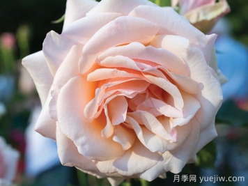 月季介紹，珍珠之母月季