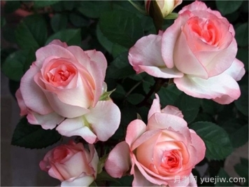 月季介紹，可愛(ài)多月季