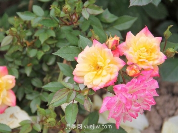嬰兒假面舞會(huì )月季/小五彩月季