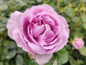 藍色颶風(fēng)月季介紹和優(yōu)缺點(diǎn)
