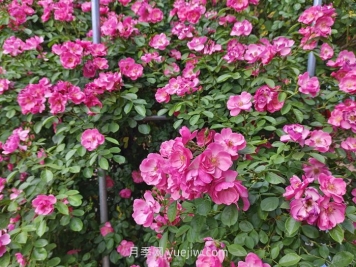 月季花長(cháng)出新葉，卻會(huì )打卷，是什么問(wèn)題？