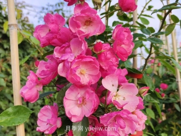 推薦適合陽(yáng)臺種植的藤本月季品種
