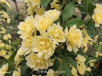 黃木香多久可以開(kāi)花？黃木香怎樣才能多開(kāi)花呢？